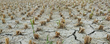 ۹۷.۵ درصد مساحت ایلام دچار خشکسالی ۱۰ ساله است