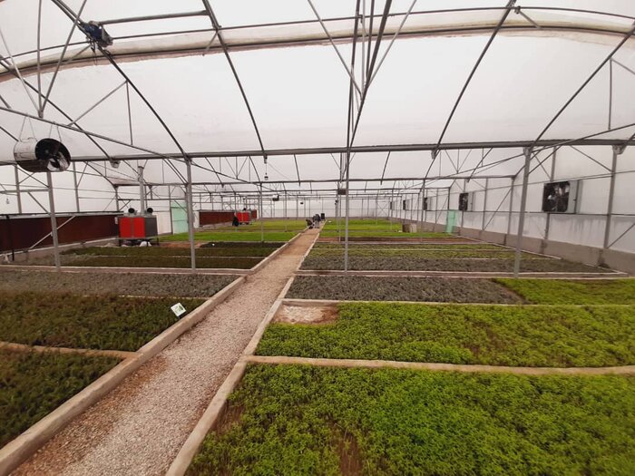 دهکده گیاهان دارویی تکمیلکننده زنجیره تولید و رونق بخش اقتصاد گلستان