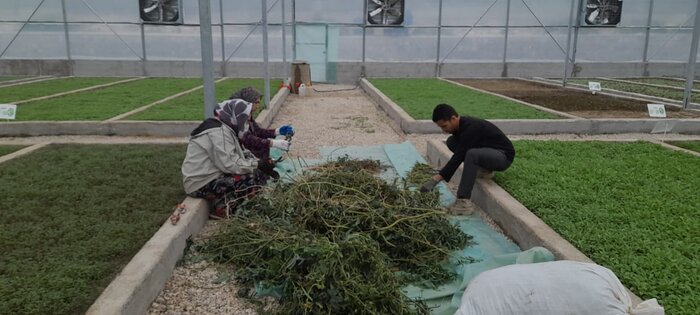 دهکده گیاهان دارویی تکمیلکننده زنجیره تولید و رونق بخش اقتصاد گلستان