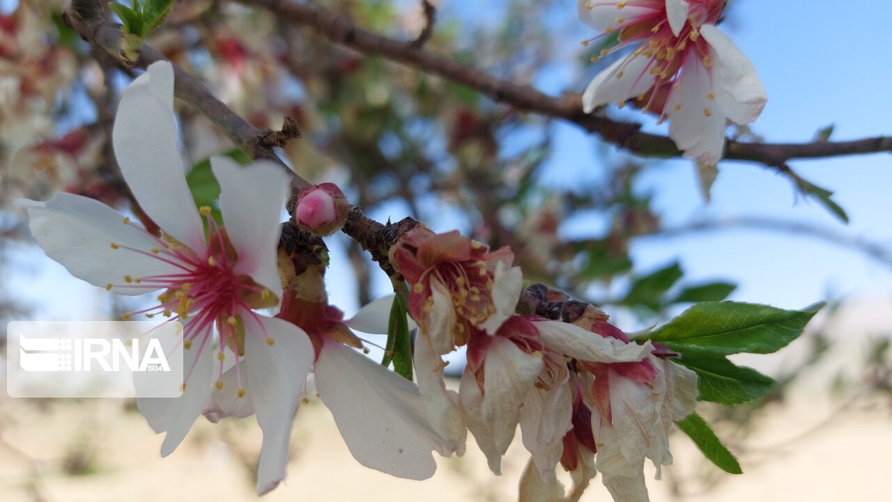 طبیعت بهاری ملایر؛ شهر شکوفه‌های گیلاس