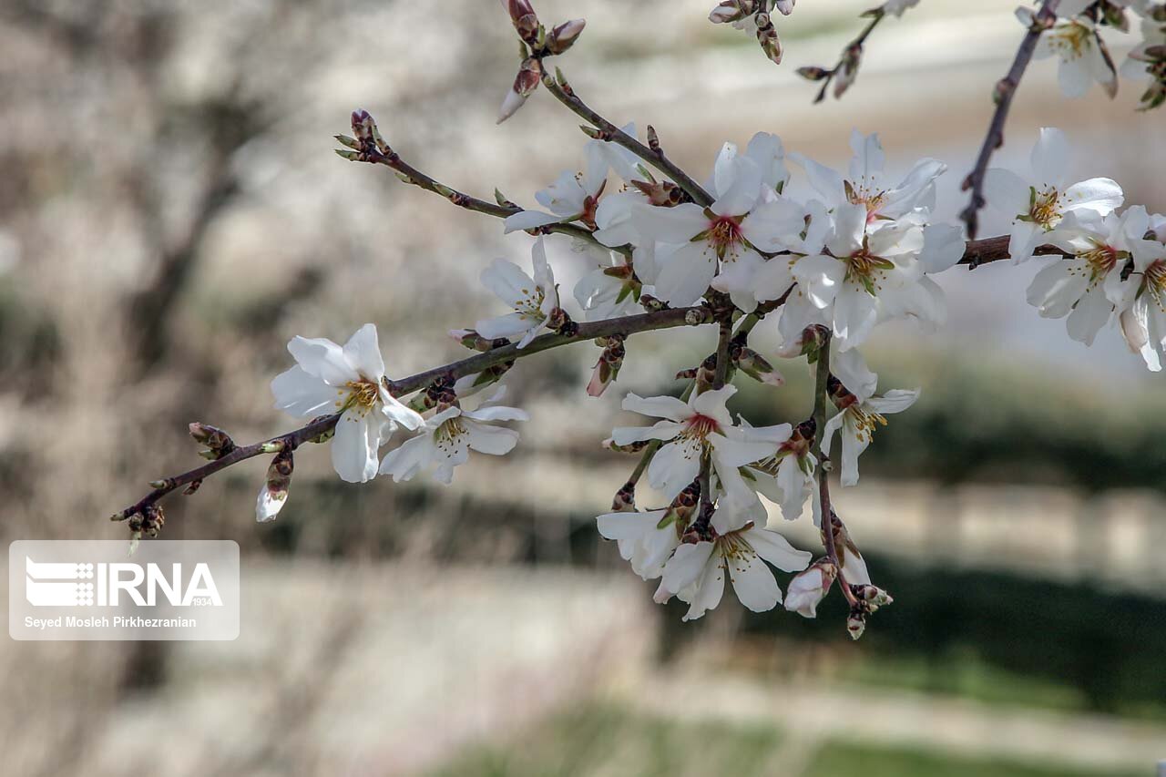 ورود به بهمن و آغاز بهار کُردی