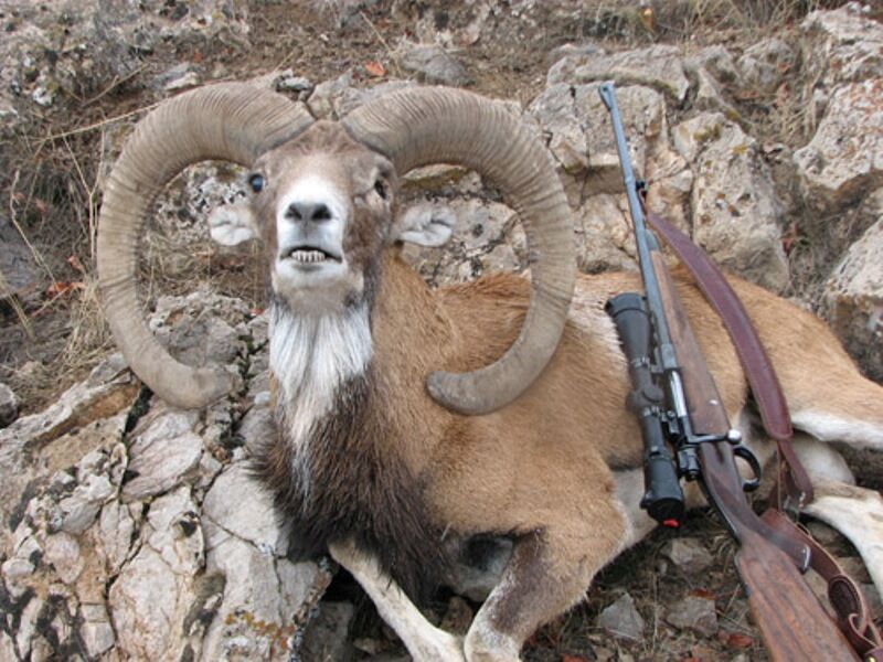 ۲ شکارچی قوچ وحشی در استان بوشهر به حبس محکوم شدند