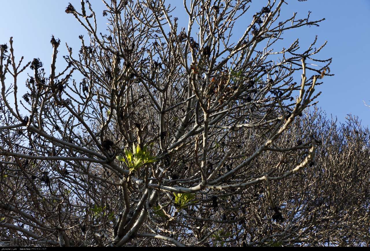 خسارت هزار و هفتصد میلیارد ریالی سرما به باغات و مزارع اقلید خسارت هزار و هفتصد میلیارد ریالی سرما به باغات و مزارع اقلید