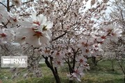 Spring beauties in Oshnavieh, NW Iran