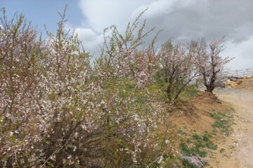 جلوه هایی ازطبیعت بهاری شهرستان مرزی اشنویه