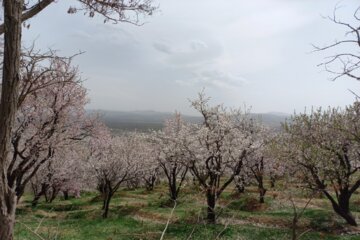 جلوه هایی ازطبیعت بهاری شهرستان مرزی اشنویه