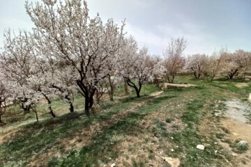 جلوه هایی ازطبیعت بهاری شهرستان مرزی اشنویه