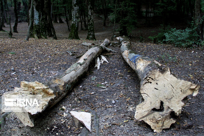 ترویج فرهنگ حفاظت لازمه جلوگیری از تخریب جنگلهای گلستان