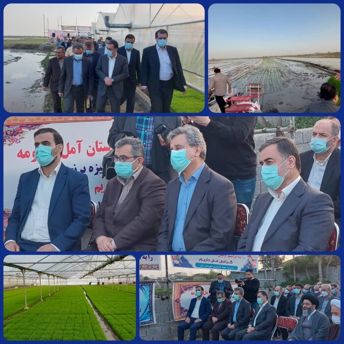 نشاء مکانیزه برنج مازندران یک هفته زودتر از سال قبل آغاز شد