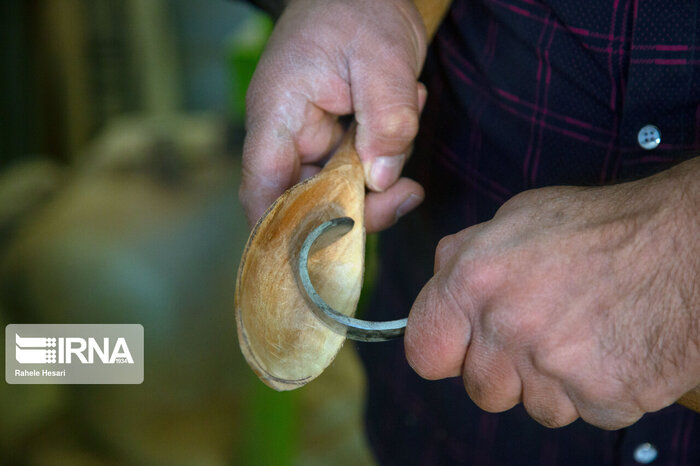 هنر لاکتراشی، نماد همزیستی جداییناپذیر انسان و طبیعت