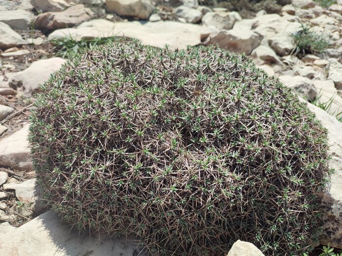 میراث «خانه تکانی»، گنجینهای از خُرده فرهنگها