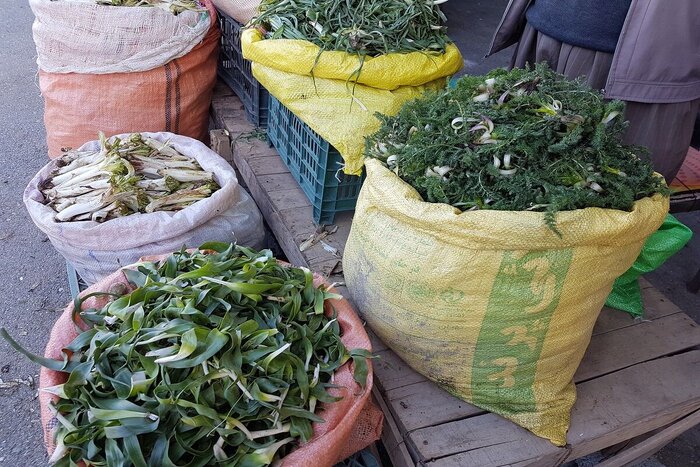 برداشت گیاهان کوهی در اشنویه بیش از حد مجاز ممنوع است