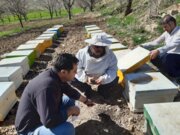 خسارت مصرف سموم نامرغوب به کندوهای زنبور عسل در بوکان