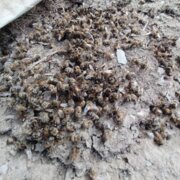 چندین هزار زنبور عسل در بوکان تلف شدند
