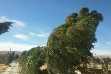 وزش باد شدید در استان اردبیل/احتمال شکستن درختان و اختلال در پرواز هواپیماهای سبک