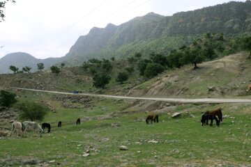 کوچ عشایر بختیاری خوزستان به ییلاق