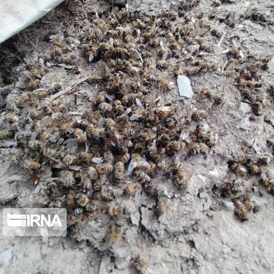 چندین هزار زنبور عسل در بوکان تلف شدند