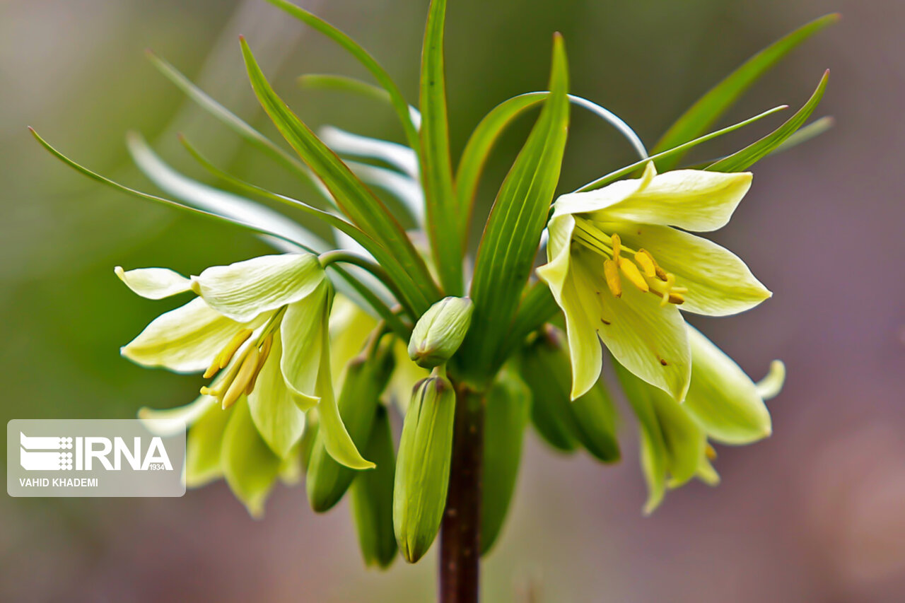 مدیرکل منابع طبیعی همدان: کشت گیاهان دارویی راهی برای عبور از خشکسالی است مدیرکل منابع طبیعی همدان: کشت گیاهان دارویی راهی برای عبور از خشکسالی است