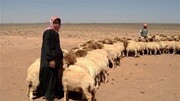 چوپان ربایی داعش ادامه دارد؛ ربایش ۲ شبان در جنوب موصل