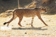 Детеныши иранского гепарда вскоре появятся на свет
