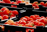 قیمت گوجه فرنگی و سیب زمینی در خراسان جنوبی کاهش یافت
