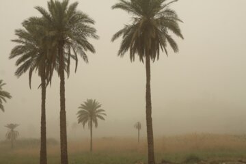 هواشناسی برای بوشهر گرد و خاک پیش‌بینی کرد
