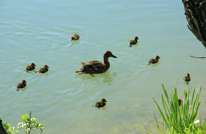 حال خوش تالاب «کانی برازان» مهاباد، بهشت پرندگان ایران