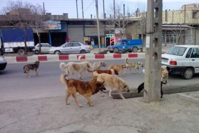 ۷۸۴ مصدوم ناشی از گاز گرفتگی سگ به پزشکی قانونی مراجعه کردند