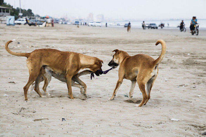 ۹۰ قلاده سگ در شیروان امسال علیه بیماری مشترک هاری واکسینه شدند