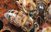 پرورش نوعی زنبور مقاوم در برابر آفت کنه 