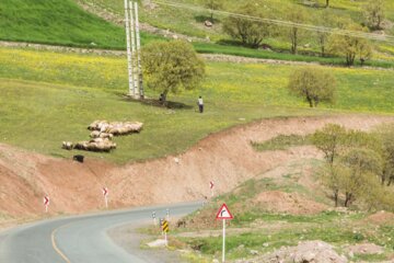 طبیعت بهاری مسیر کامیاران به سروآباد