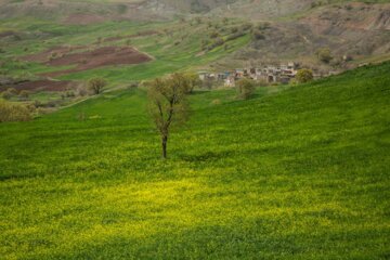 طبیعت بهاری مسیر کامیاران به سروآباد