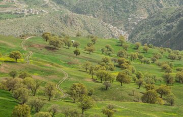 طبیعت بهاری مسیر کامیاران به سروآباد