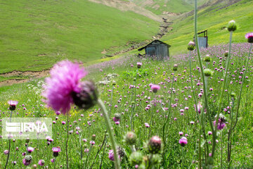 Picturesque landscapes from Gilan Province's Rezvanshahr