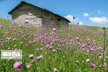 Picturesque landscapes from Gilan Province's Rezvanshahr