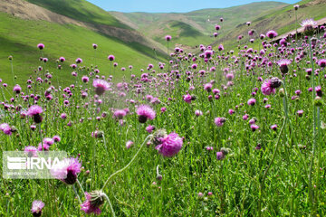 Picturesque landscapes from Gilan Province's Rezvanshahr