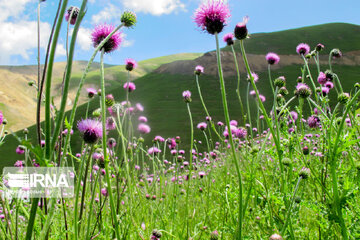 Picturesque landscapes from Gilan Province's Rezvanshahr