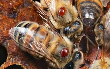 پرورش نوعی زنبور مقاوم در برابر آفت کنه 