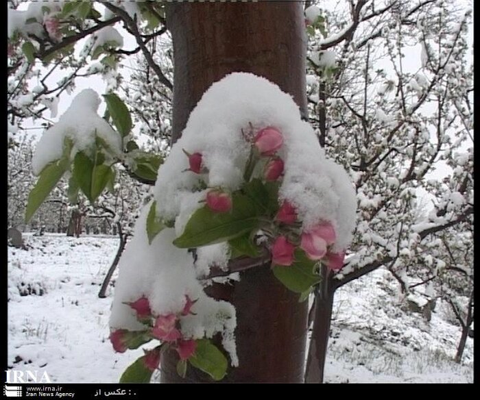 بارش برف برخی از مناطق مشگینشهر را سفیدپوش کرد