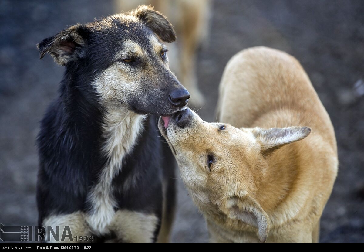 فرماندار همدان: نگهداری حیوان در خانگی یکی از عوامل اصلی انتقال بیماری است