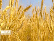 إيران تحقق تطويرا كبيرا في مجال بحوث وزراعة القمح
