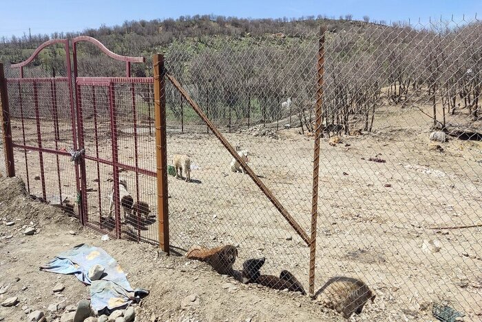 سگهای بلاصاحب در سردشت صاحب کمپ شدند