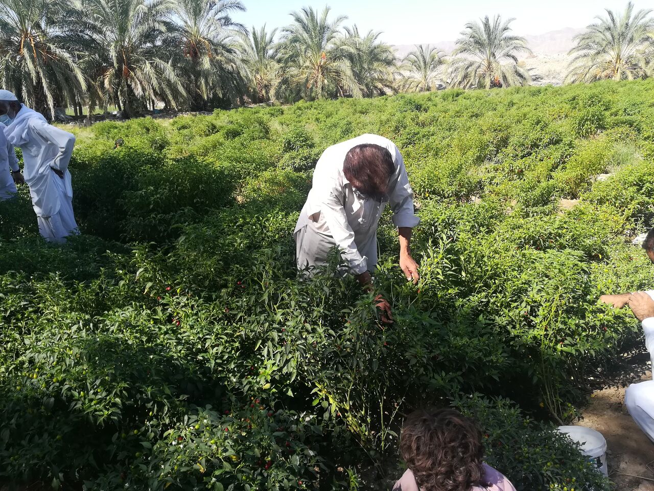 برداشت باقلا در سیستان و بلوچستان آغاز شد