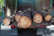 کشف ۲۰ تن چوب جنگلی قاچاق در ساری 