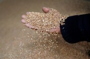 پیش‌بینی خرید ۱۴۰ هزار تن گندم در استان تهران/ پول گندم کاران در کوتاه‌ترین زمان ممکن پرداخت می‌شود