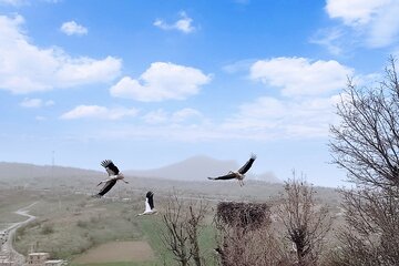 آشیانه لک لک ها در روستای سویرو بانه