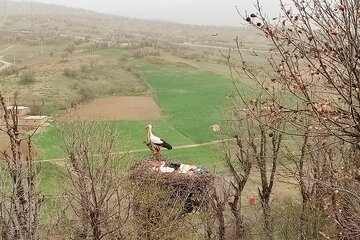 آشیانه لک لک ها در روستای سویرو بانه