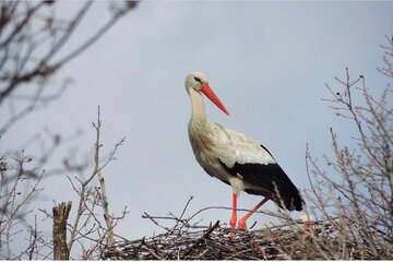 آشیانه لک لک ها در روستای سویرو بانه