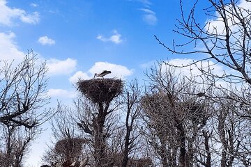 آشیانه لک لک ها در روستای سویرو بانه