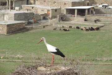  روستای "سویرو" بانه شهری برای لک‌لک‌ها